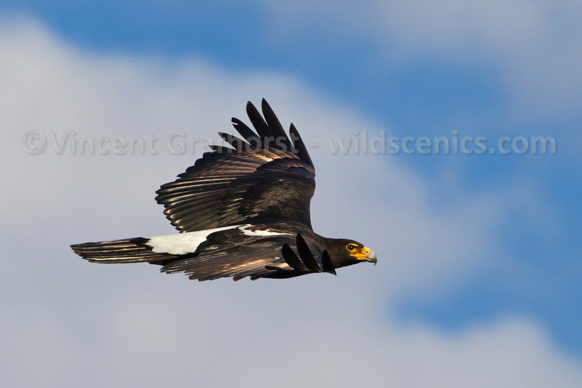 Where Eagles Soar