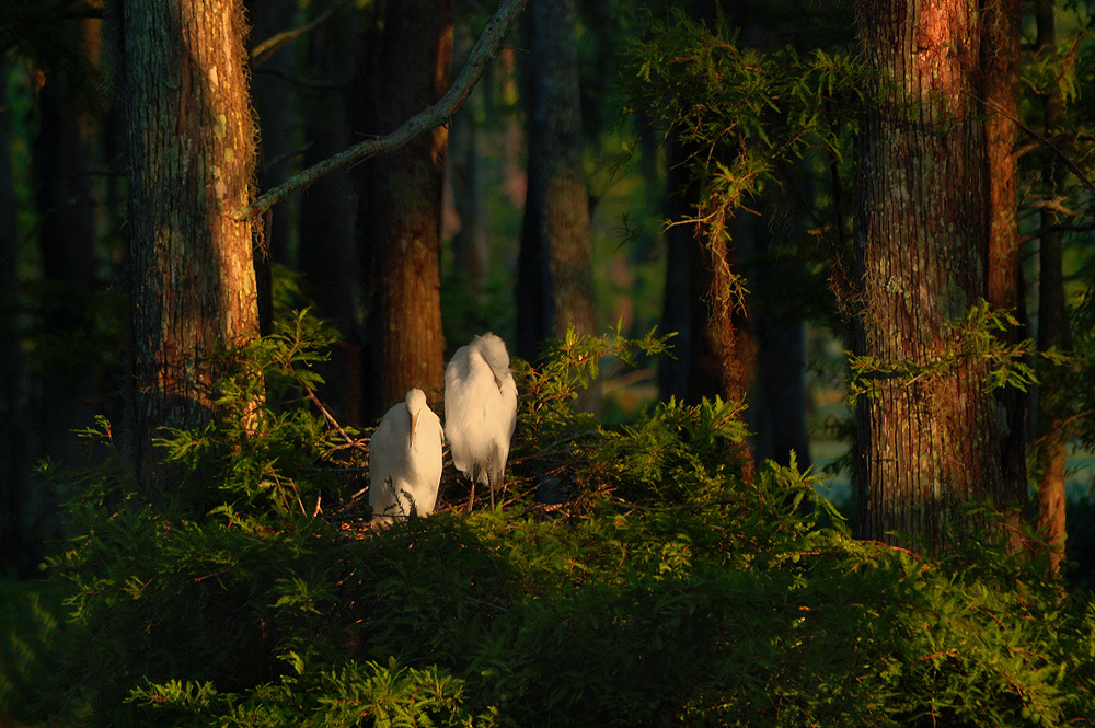At The Rookery