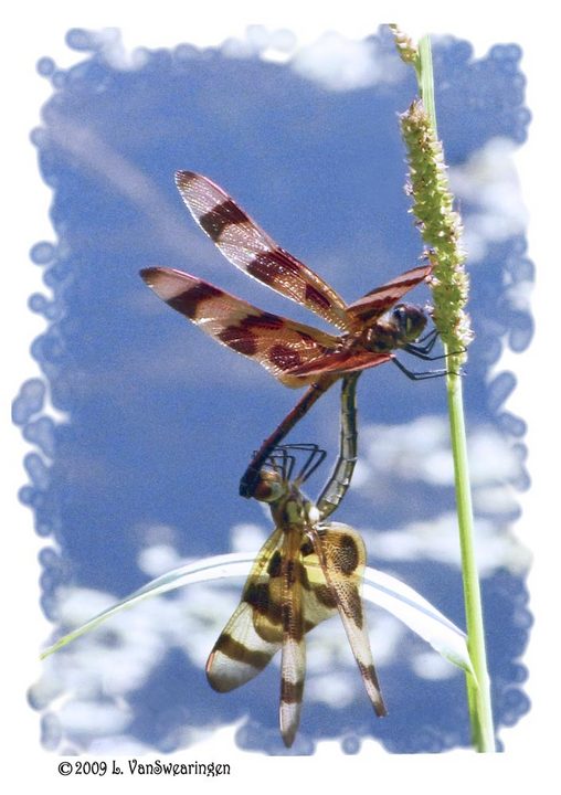 Dragonfly embrace