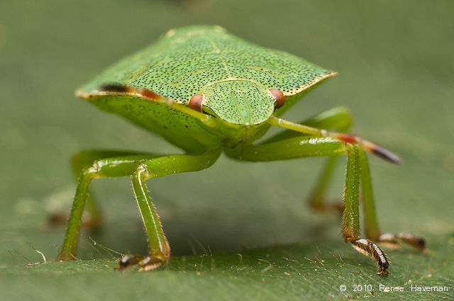 Green(ish)