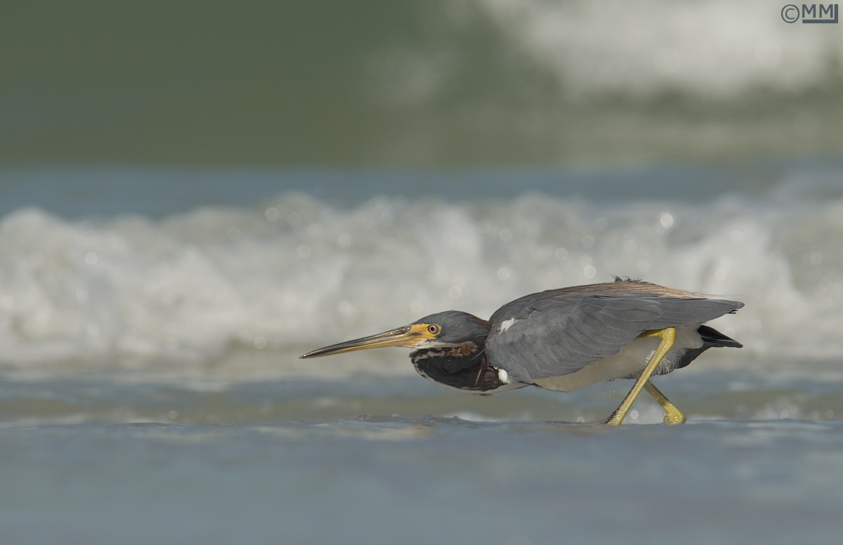 Crouching Tricolored