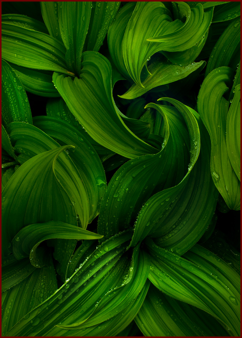 ...another Veratrum...