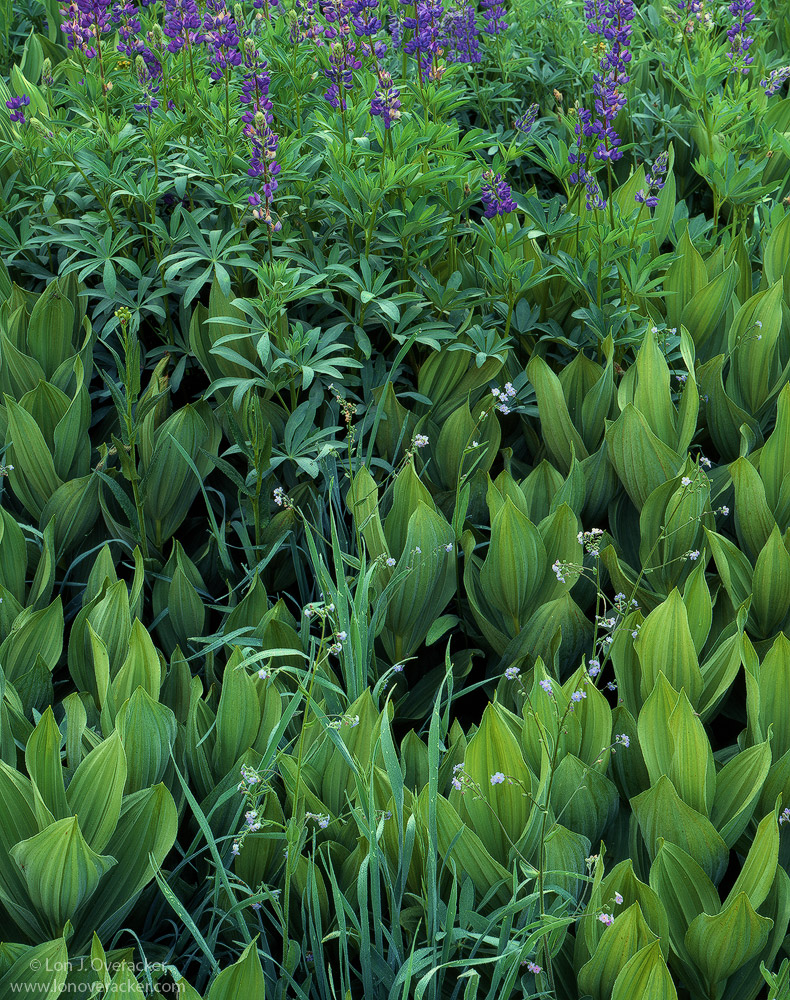 Alpine Summer Garden