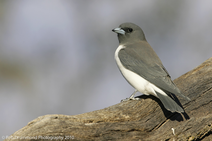 White-breast Woodswallow