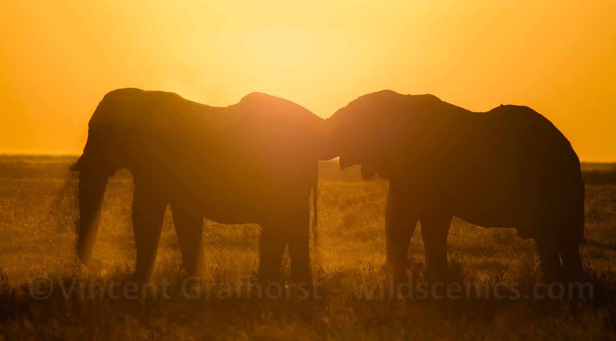Big Boys Playing 