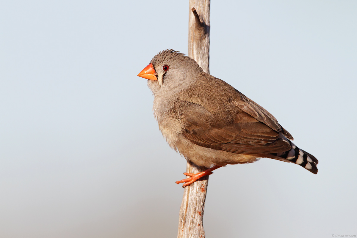 Zebra Finch