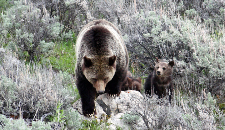 Yellowstone Grizzly