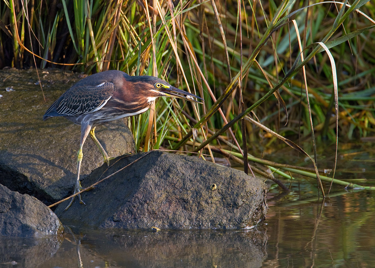 Green Heron Position A