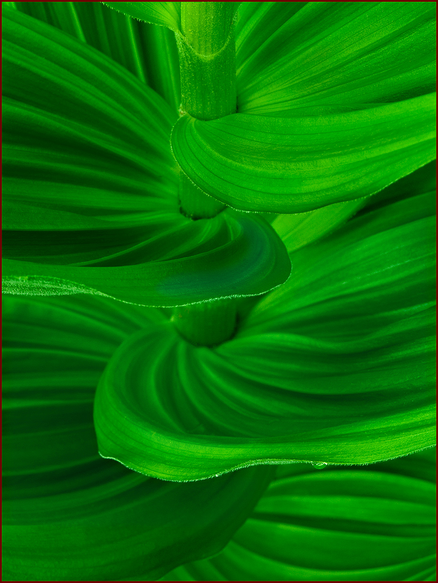 Veratrum...shapes curves
