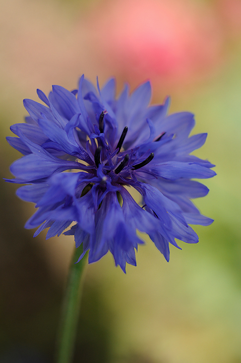 Blue Cornflower