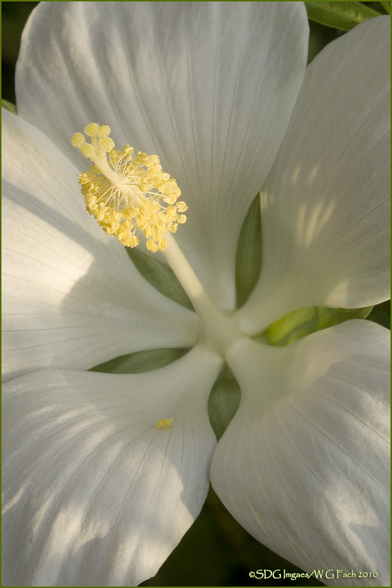 Morning Star