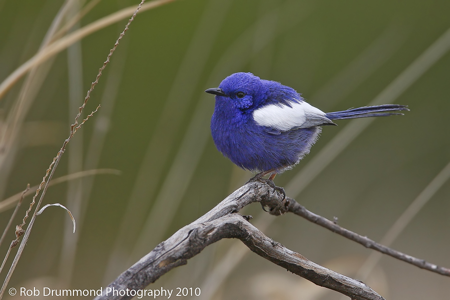 White-winged Fairy-wren