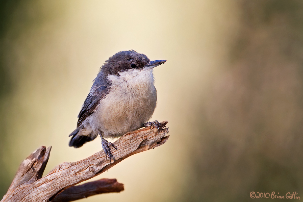 Pygmy Nuthatch
