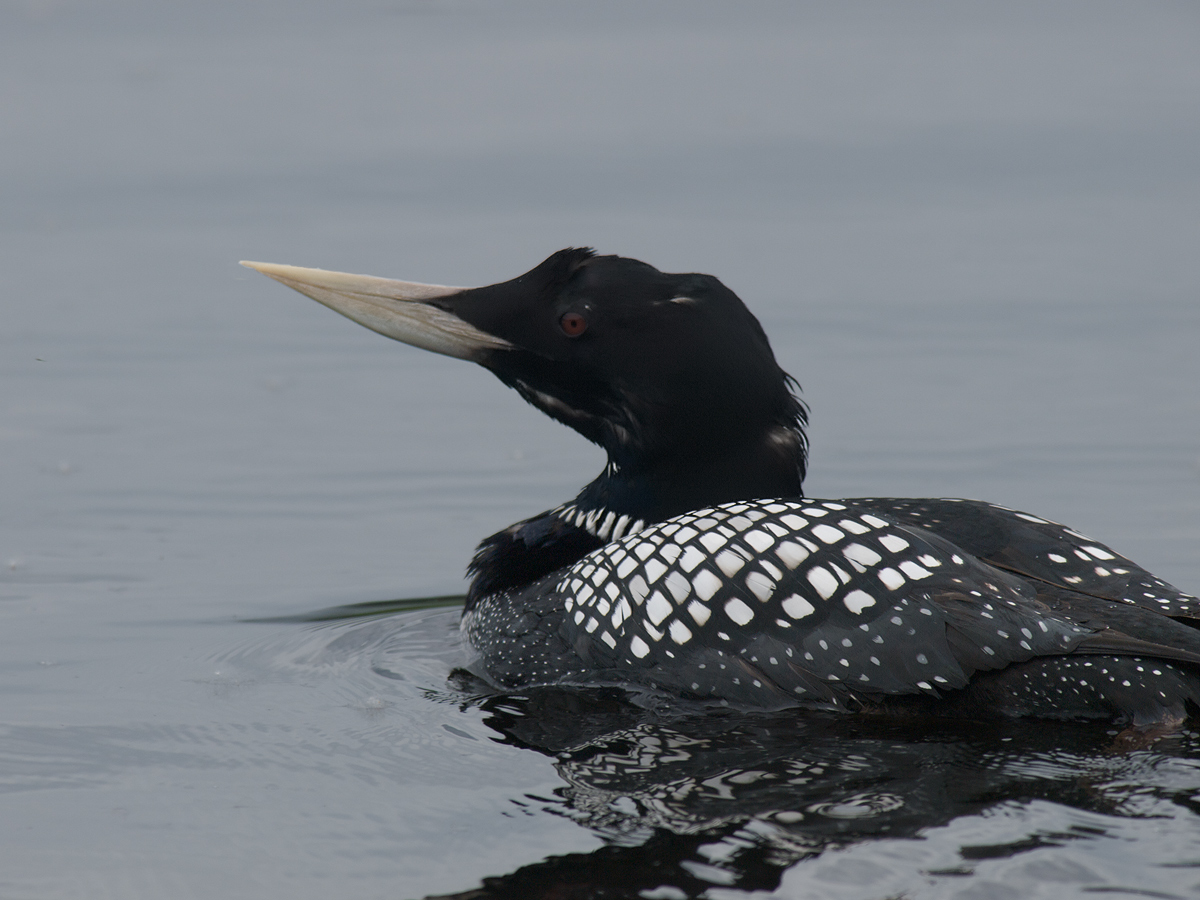 Yellow-billed Loon