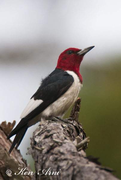Red head Woodpecker