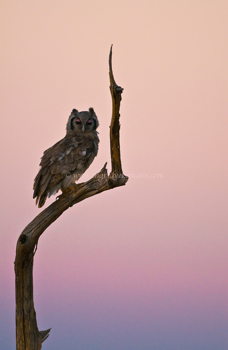 Owl Sunset