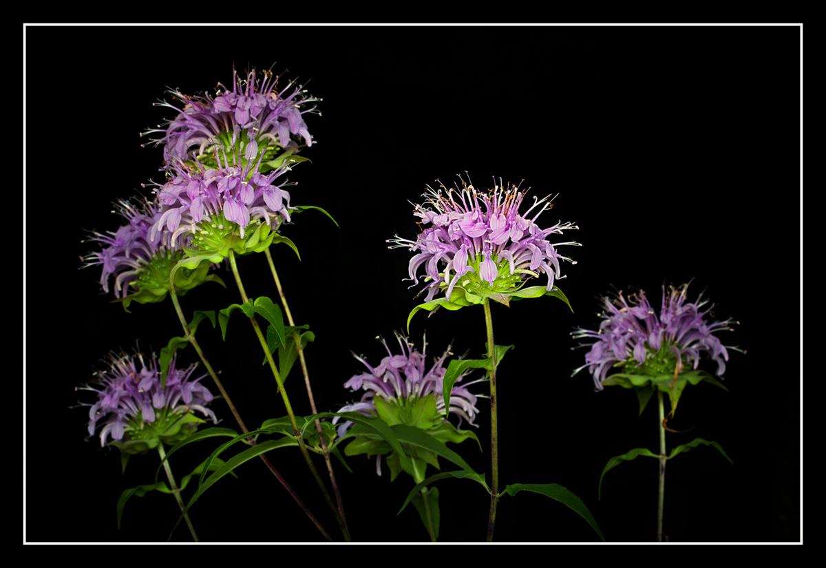 Wild Bergamot