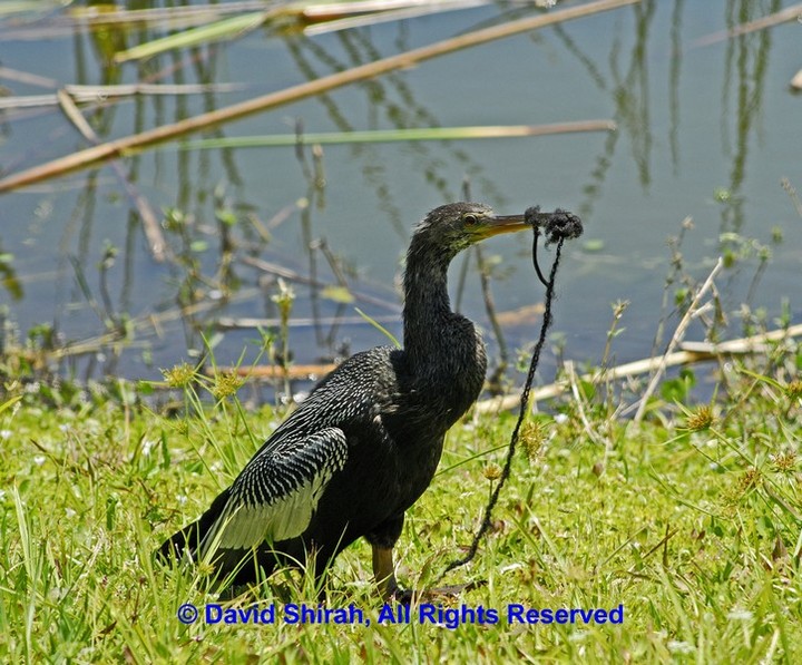Anhinga in trouble