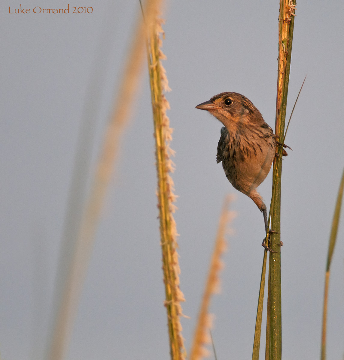 Saltmarsh Sparrow II