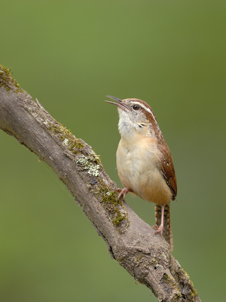 Carolina Wren