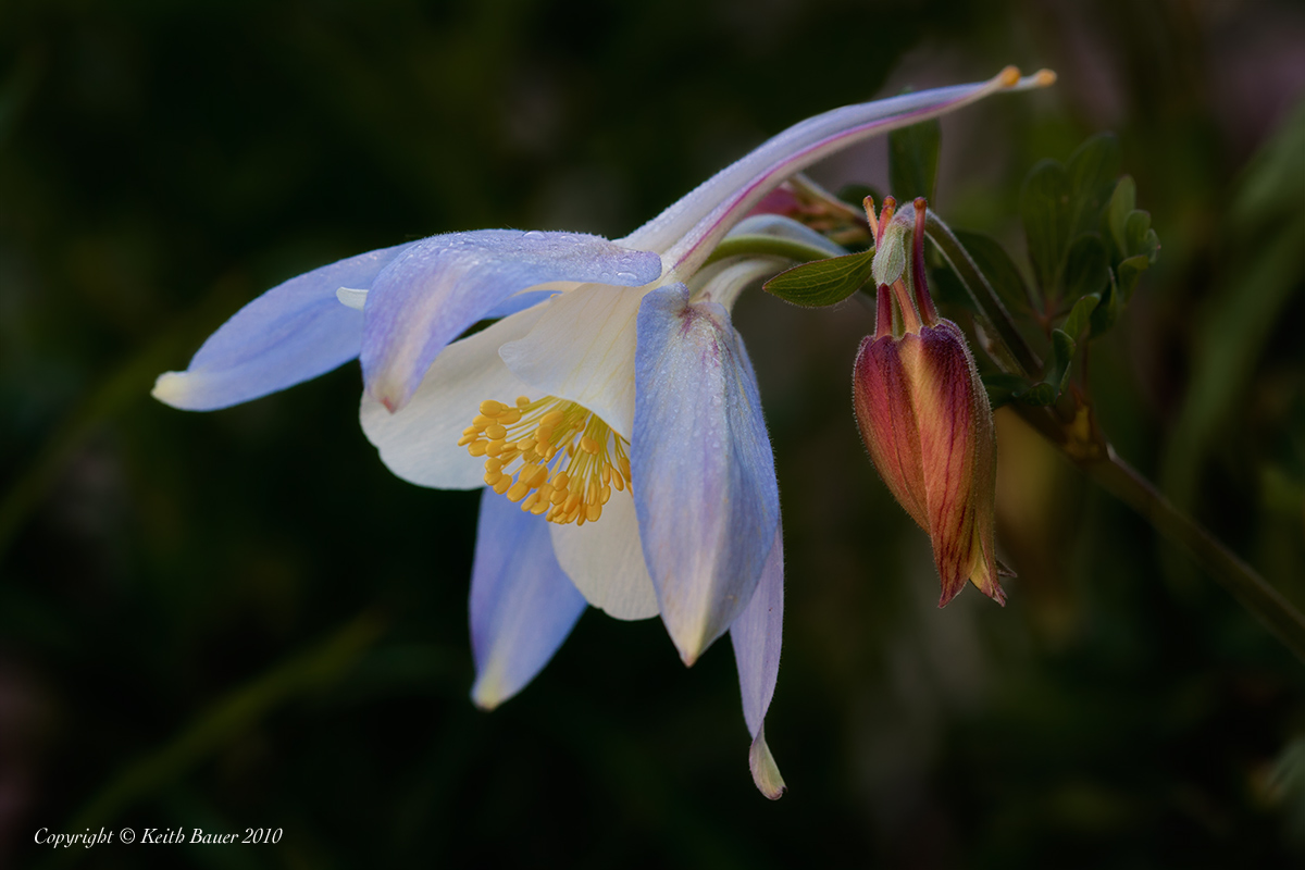 Colorado Columbine