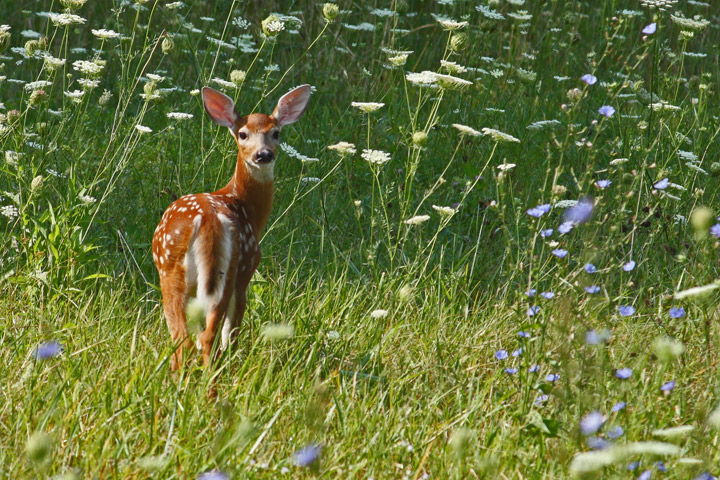 Fawn & flowers