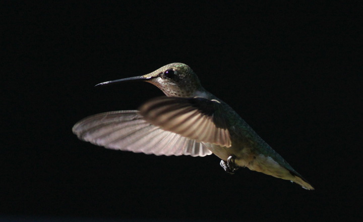 RBT hummingbird