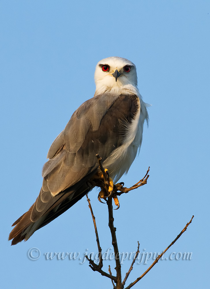 Black-shouldered Kite