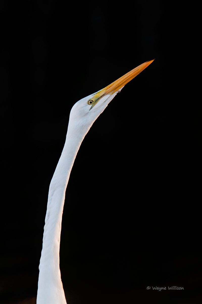 Longneck