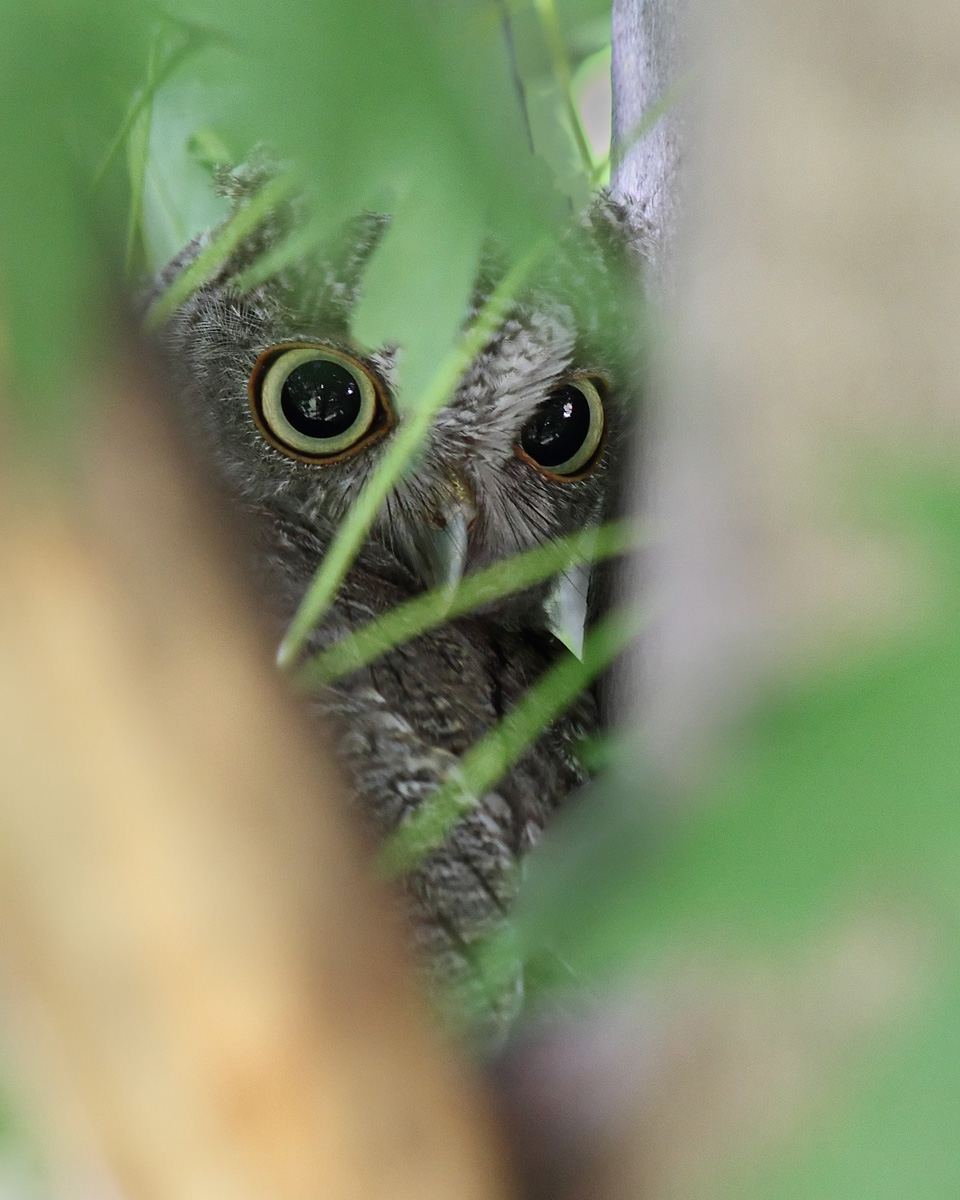 Peek-a-boo owl