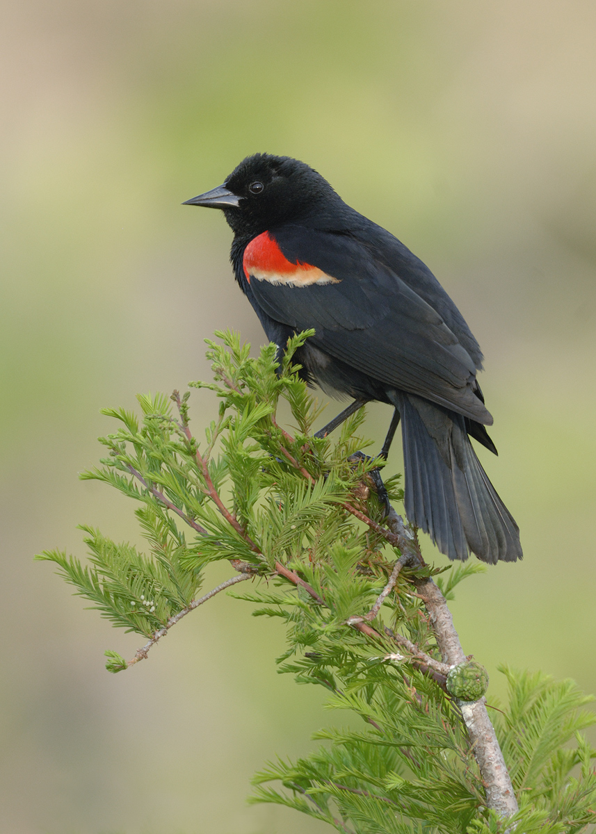 RW Blackbird