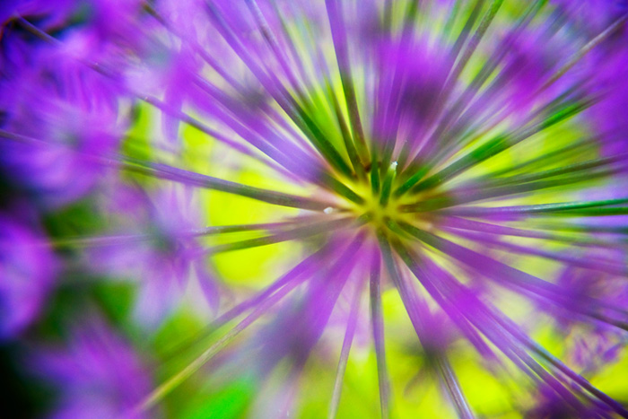 Allium Abstract