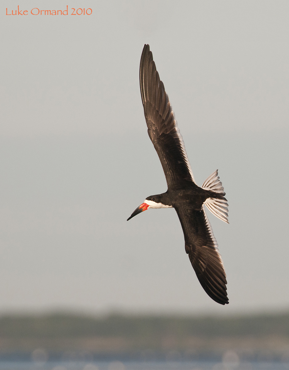 Black Skimmer