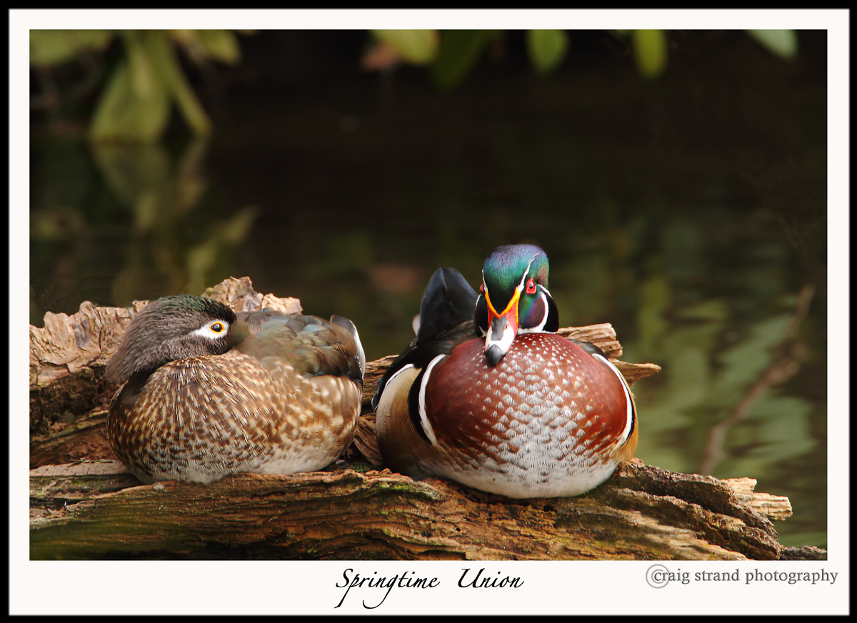 Springtime Union