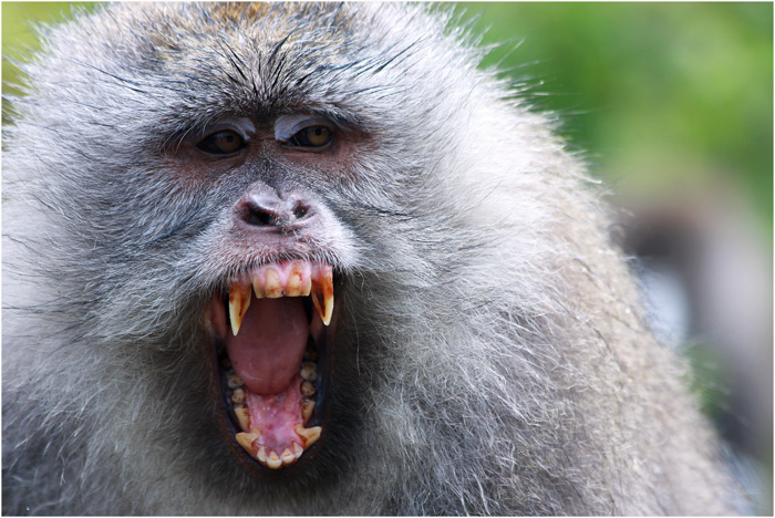 Rinjani Monkey