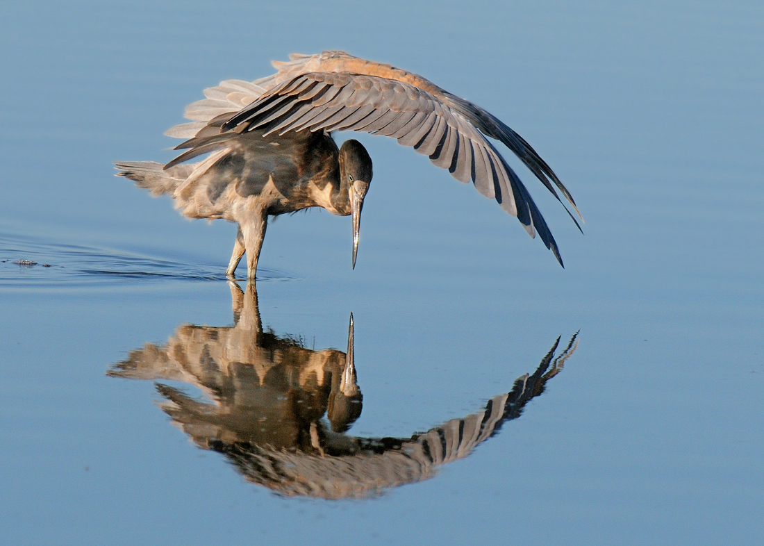 Reddish Egret ...hunting