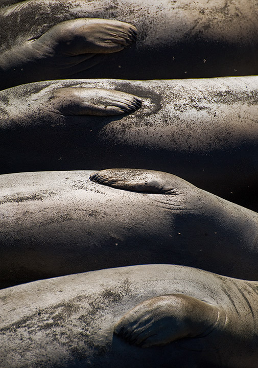 WC 445 Layers of Blubber