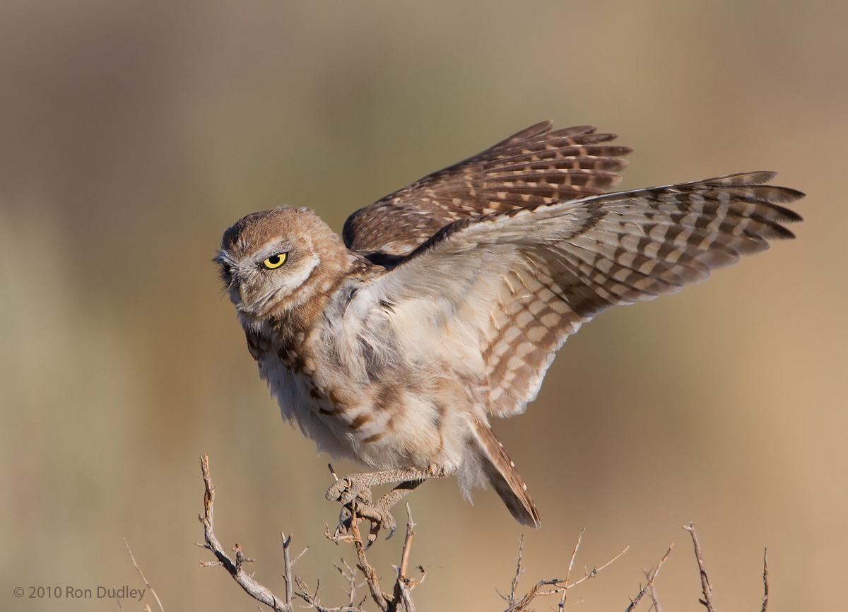 Burrowing Owl