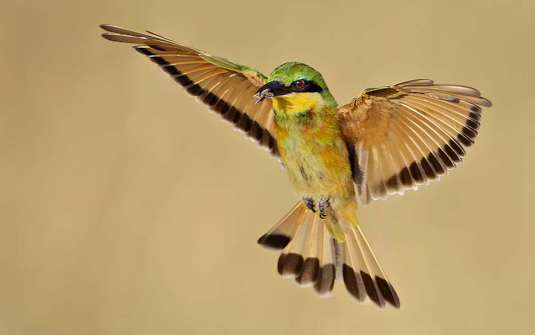 Bee Eater with Snack