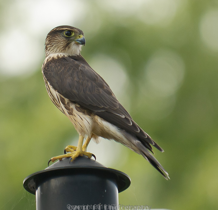 Young Merlin