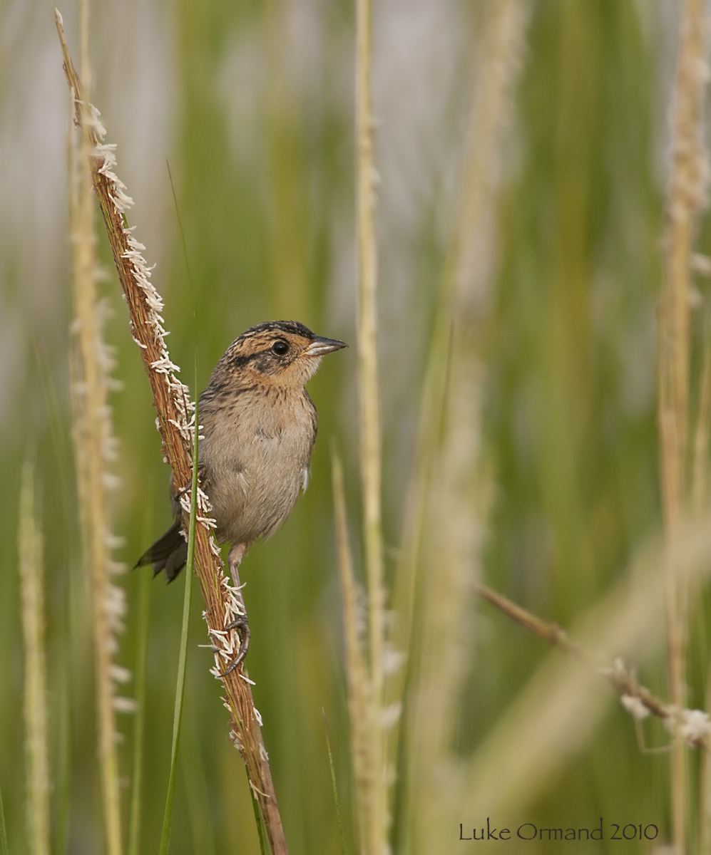 Saltmarsh Sparrow III
