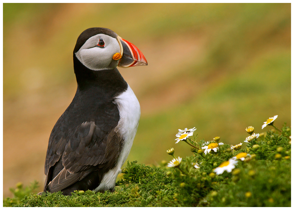 Puffin in 3D