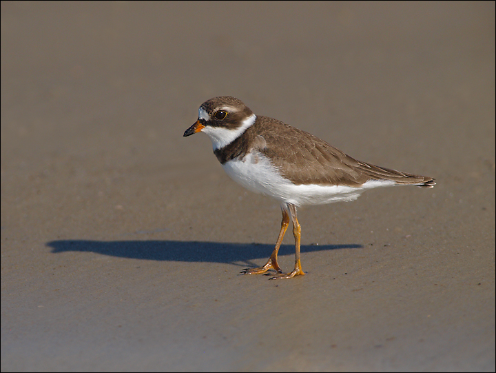 Plover on the sand