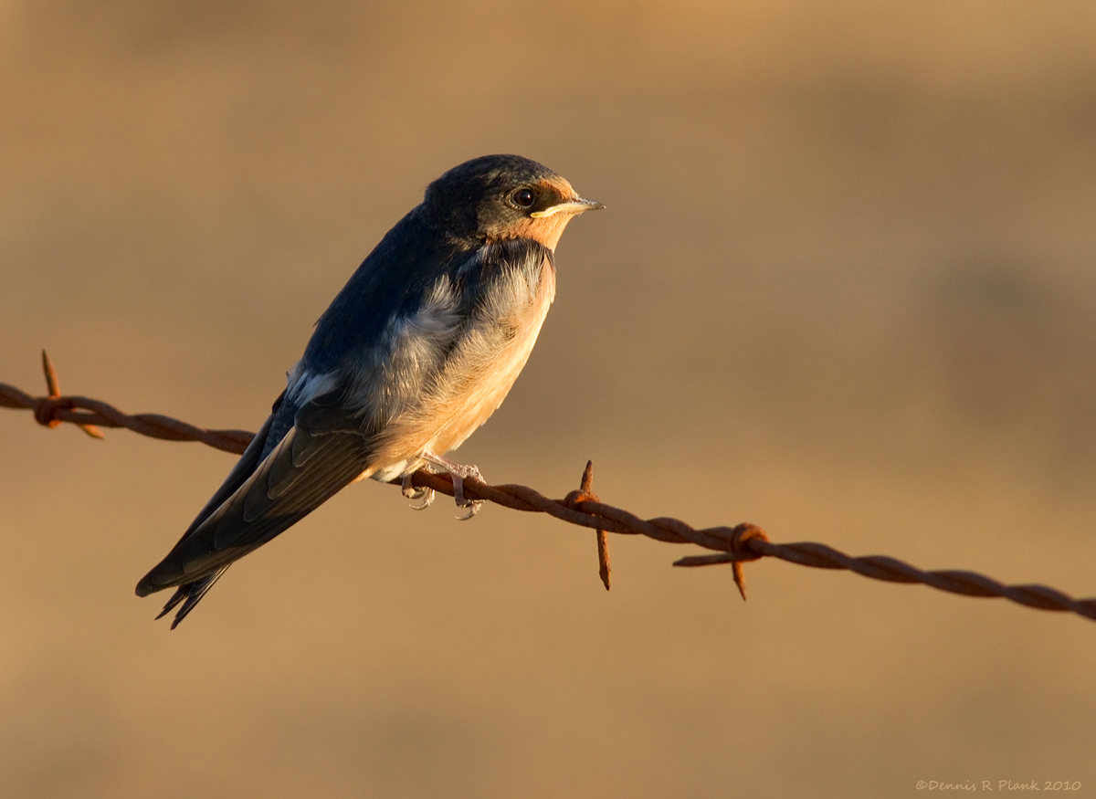 Barn Swallow