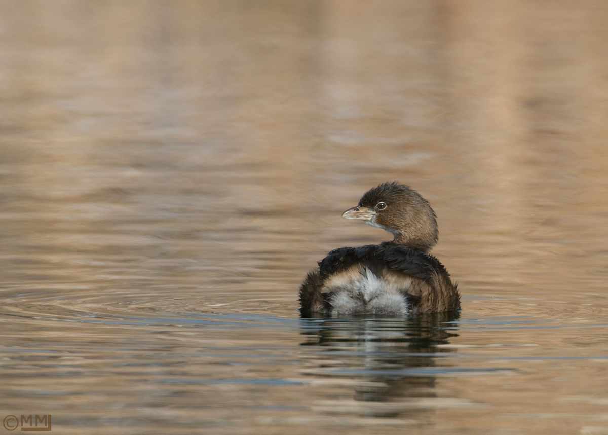 Pied-billed Grebe