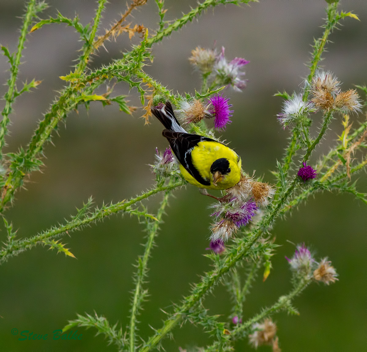  Goldfinch+Original