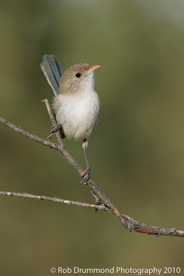White-winged Fairywren