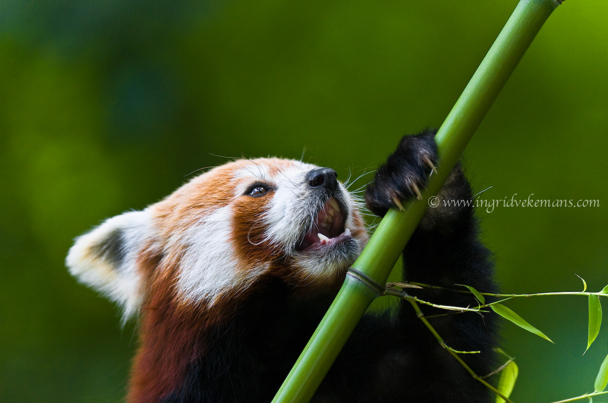 Panda Lunch