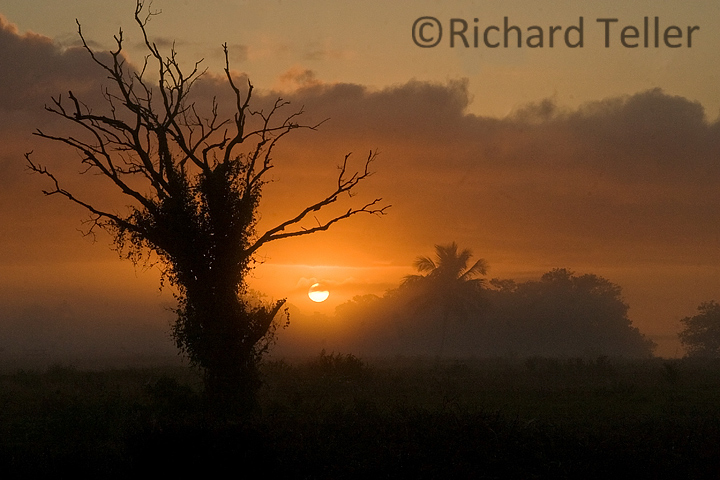 Everglades Sunrise