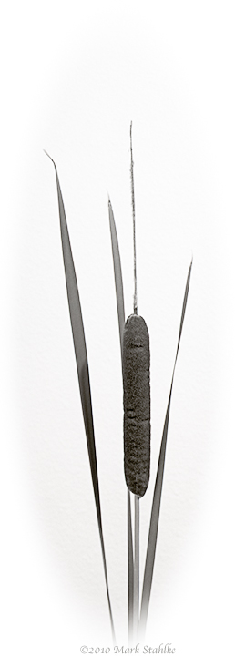 Cattail